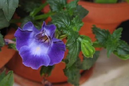 Torenia founieri sau flori gingase in ghiveci